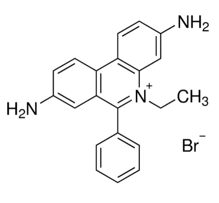 Ethidiumbromid-Lösung, 10 mL, BioReagent, für die Molekularbiologie, 10 mg/mL in H2O