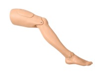 Right leg for adult models