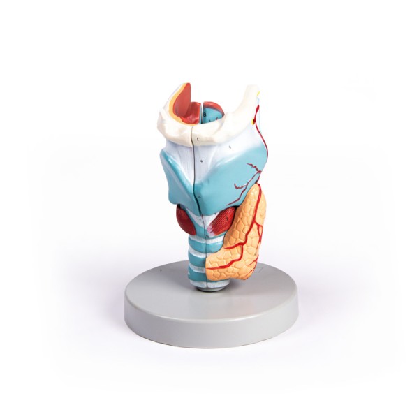 Larynx model, 2 times size, 5 parts