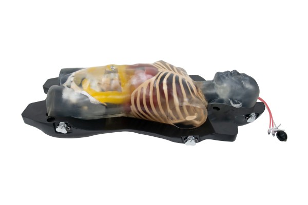 Magic Ultraschall Torso transparent